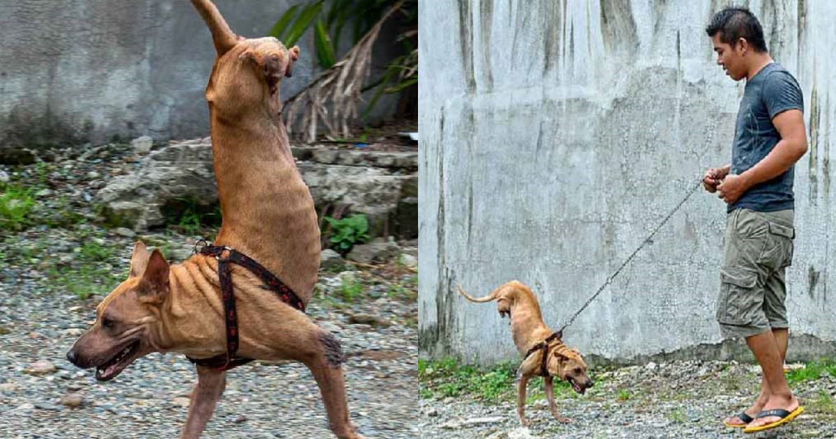 Cucciolo Di Cane Nato Senza Zampe Posteriori Impara A Stare In