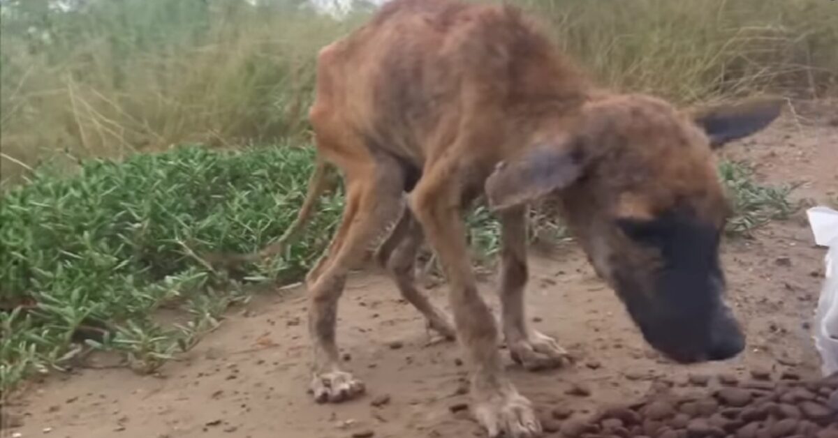 Cucciolo Pelle E Ossa Faceva Fatica A Reggersi Sulle Zampe Divora Il