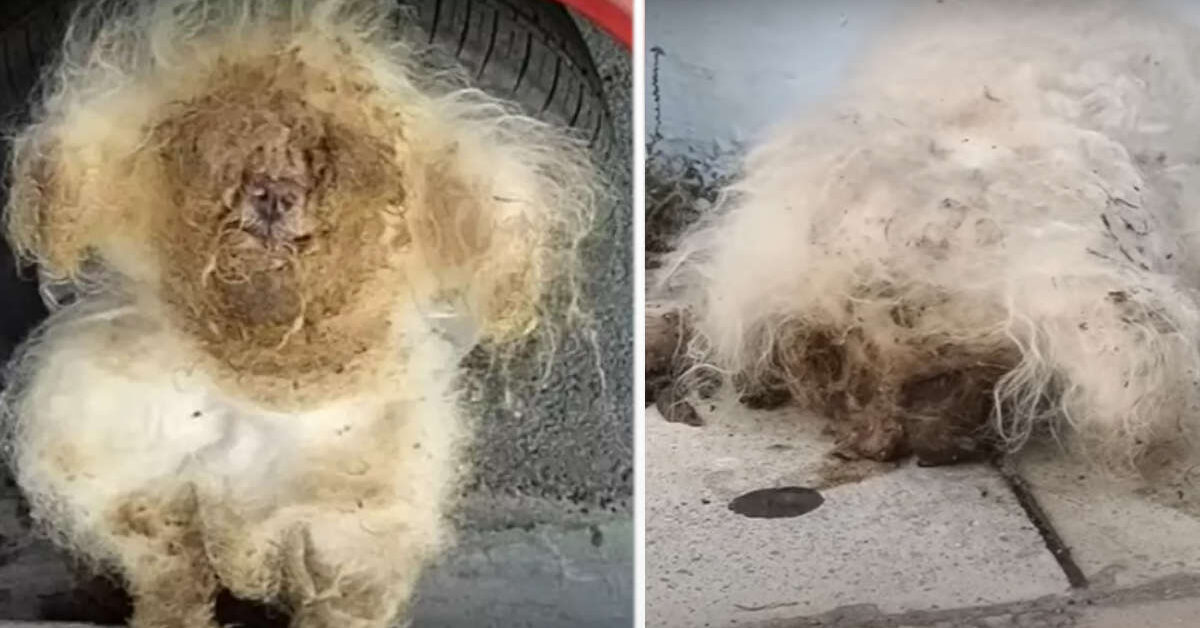 Cane Abbandonato Ha Un Pelo Cos Trasandato Da Impedirgli La Vista La