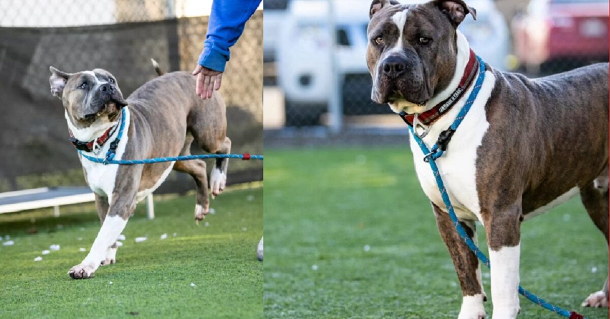 Nessuno Adotta Il Pitbull Gigante Per Le Sue Dimensioni Ma Non Sanno