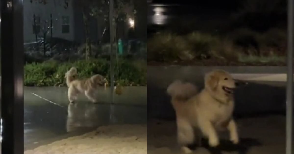 La felicità di questo Golden Retriever che gioca all aperto sotto la