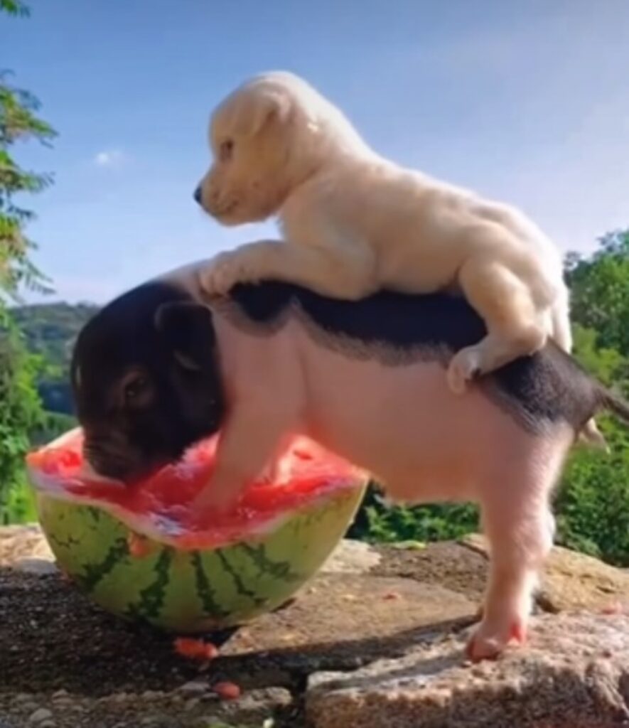 Il Maialino Che Mangia L Anguria Con Un Cucciolo Sulla Schiena La