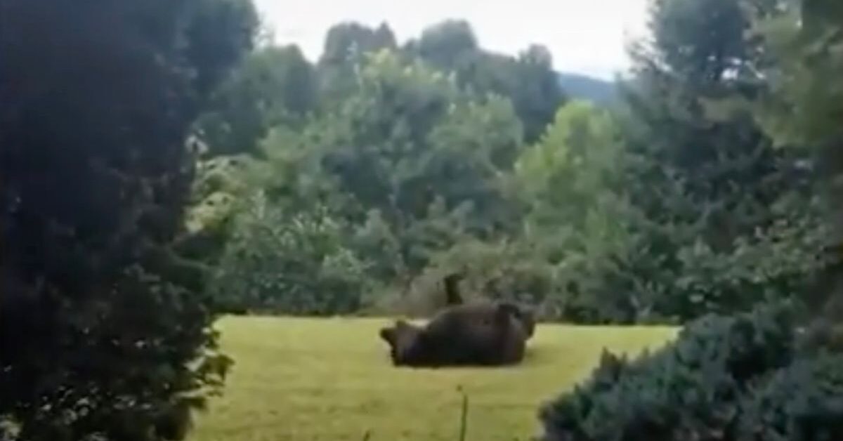 Sembra Un Orso Bruno Ma Non Lo Si Tratta Di Un Incrocio Davvero