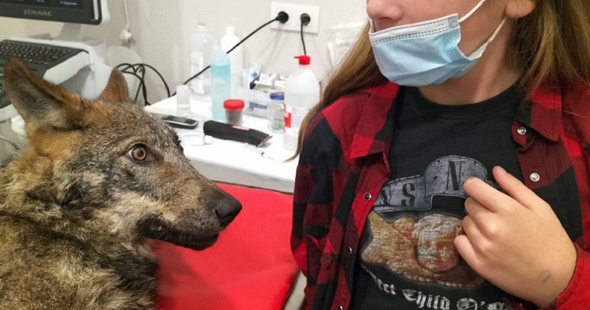 Quello Che Sembrava Essere Un Cane Arriva Dal Veterinario Dopo Essere