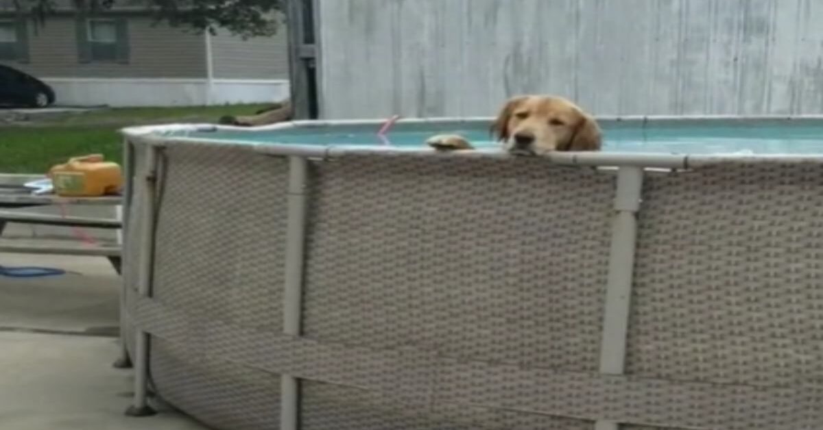 Golden Retriever Fa I Capricci Rifiuta Di Uscire Dalla Piscina Video