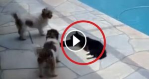 Due Cani Infastidiscono Un Gatto… Poco Dopo La Sua Vendetta è DIABOLICA!