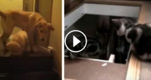 La Differenza Tra Cane E Gatto è Riassunta In Questo Video… Da Piegarsi Dalle Risate!