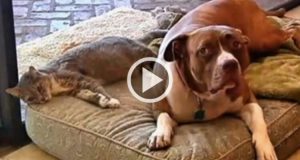 Un Pitbull Compie Un Gesto Eccezionale Per Salvare La Vita Ad Un Gatto!