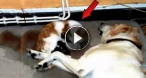 La gatta sta per partorire, guardate cosa fa il cane vicino a lei…