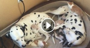 Una Coppia Di Dalmata Adotta 5 Cuccioli… Ma Date Un’occhiata Più Da Vicino