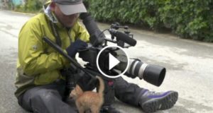 Un Gatto Randagio Si Avvicina A Un Fotografo: Quello Che Avviene Poco Dopo Non Ha Prezzo