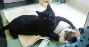 Ciò Che Fa Questo Gatto Con Gli Animali Malati Ha Lasciato I Medici Senza Parole