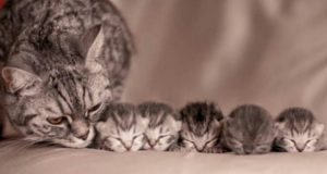 Scatti Di Straordinaria Dolcezza Tra Mamme Gatto E I Loro Teneri Cuccioli