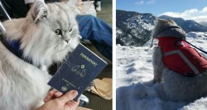 Gandalf Un Gatto… Da Viaggio! Tutto è Possibile, Potete Farlo Anche Voi!