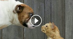 Gatti Contro Cani… Chi Vincerà? Esilarante!