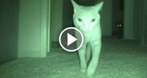 Cosa Fanno i Gatti Mentre Noi Dormiamo? Guardate Il Video e Lo Scoprirete.