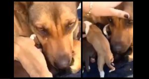 Video emozionante. Una cagnolina piange lacrime vere