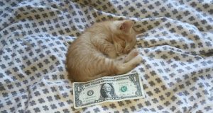 Un Uomo Salva Un Gattino Grande Quanto 1 Dollaro, E Lui Ogni Giorno Lo Ricambia Così