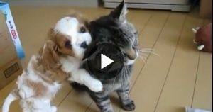 Questo Cagnolino Prova A Conquistare Il Gatto. Ci Riuscirà?