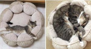 Prima E Dopo: 14 Foto Che Dimostrano Che I Gatti Non Cambiano Mai!