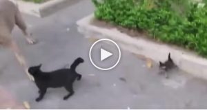 Il Cane Attacca Un Piccolo Gattino, La Reazione Di Mamma Gatta E’ Straordinaria!