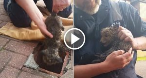 Erano convinti di dover salvare un gattino, 2 ore dopo fanno una scoperta davvero incredibile!