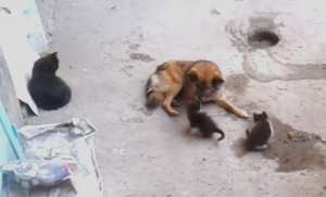 E’ Artù l’eroe di Bellano. Qualche giorno fa un uomo sparisce nell’acqua, il labrador è al suo primo soccorso ed è stato il suo gran successo