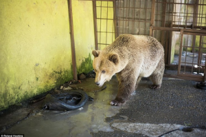 Scacciano i ladri, cani multati. I pastori escono dal cortile, i proprietari puniti per “omessa custodia”