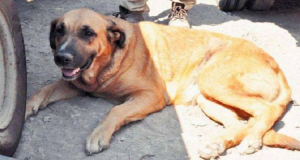 Cagnolina Allatta Un Bebè Umano Per Salvargli La Vita, Dopo Che Sua madre Lo Ha Abbandonato Al Suo Destino