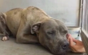 VIDEO: Pitbull cresciuto con paura e dolore. Quando riceve la sua prima carezza la reazione commovente