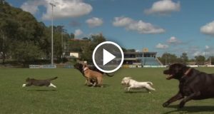 Ridotto in queste condizioni da un umano che l’ha trascinato con l’auto. Lo portano al rifugio e quello che questo collie farà per lui vi lascerà incantati