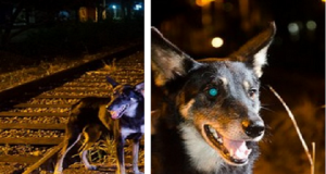 Due Adolescenti Legano Un Cane Alle Rotaie Con Lo Scopo Di Fargli Fare Una Fine Orribile, Ecco La Storia Di Boney