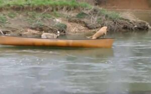 Due cani intrappolati su una canoa hanno bisogno di aiuto, Un altro cane corre in loro aiuto