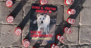 Dei Volontari Ricreano Delle Copertine Famose Usando I Cani In Cerca Di Una Famiglia. I Risultati Sono Stati Ottimi