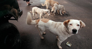 Caccia via i cani prendendoli a calci ma non sapeva che poco dopo, 5 di loro le avrebbero cambiato la vita