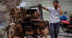 Viene Duramente Colpito Il Festival Dello Yulin, Guardate Cos’è Successo Durante I Festeggiamenti