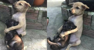 Cagnolino Randagio Abbraccia Il Suo Piccolo Amico Dopo Che Entrambi Vengono Salvati Dalla Strada, Ecco La Loro Storia