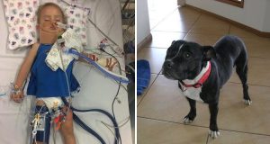 “Il nostro cane ha cominciato ad abbaiare animatamente. Siamo usciti in giardino e nostro figlio giaceva a terra privo di sensi. Quando abbiamo capito cosa aveva fatto il cane…”