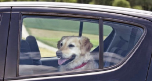 Lasciano una donna chiusa in una macchina sotto il sole cocente. Il motivo? Farle capire cosa ha provato il suo cane.