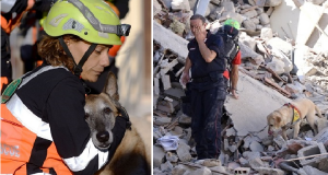 Amatrice: Le foto degli animali che sono stati estratti dalle macerie e gli eroi a 4 zampe.