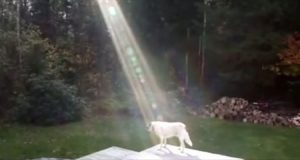 “Il cane si trovava sulla tomba del soldato che lo aveva salvato, quando un raggio lo ha illuminato. Gli ho scattato subito una foto. I genitori del soldato sono scoppiati in lacrime.”