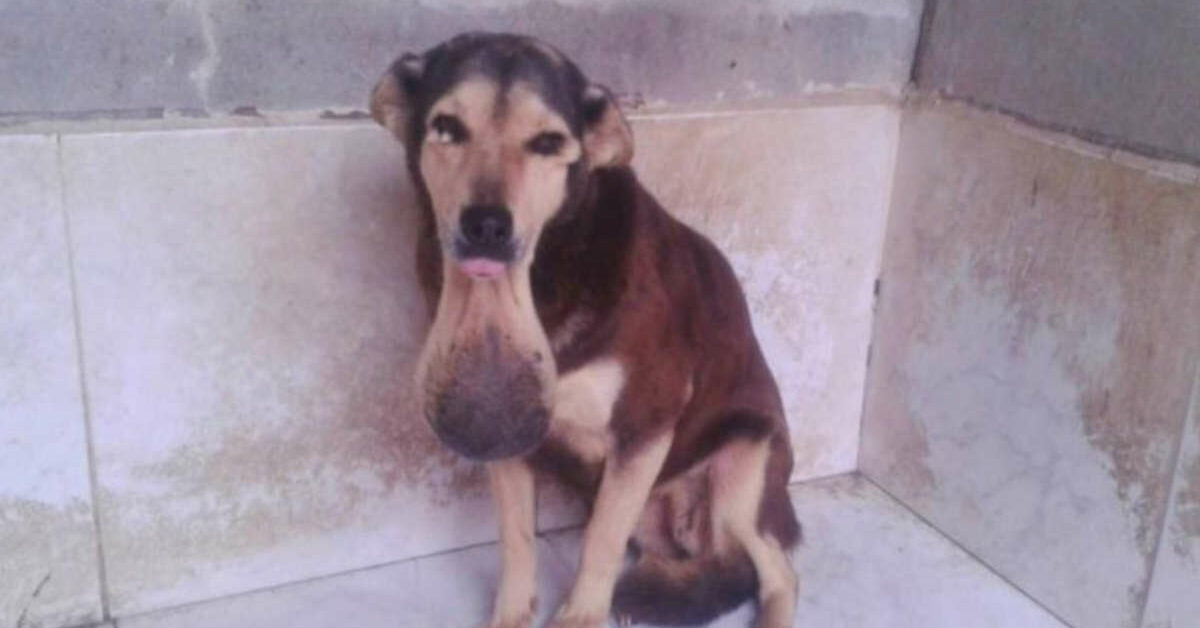 Pensavano Che Questa Cagnolina Avesse Un Tumore, Quello Che Scoprono ...