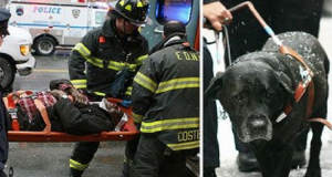 Cane si lancia sui binari per salvare il suo umano caduto e svenuto sulle rotaie. Due secondi dopo il convoglio passa sopra di loro…