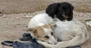 DOSSIER RANDAGISMO CANI E GATTI 2016 : dai volontari ai canili lager, cosa sta cambiando nel nostro paese…