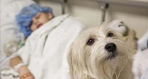 Decidono di far assistere il cane durante l’operazione della bambina. Il motivo? Era l’unico che poteva salvarle la vita se avesse avuto un attacco…