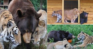 Un leone, una tigre e un orso, si rifiutano di essere separati dopo 13 anni insieme