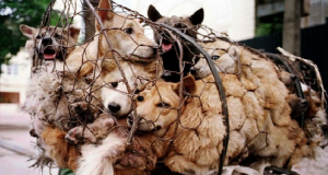 Migliaia di cani salvati dal festival dello Yulin, rischiano di perdere la vita. Non abbandoniamoli…