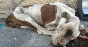 Questo Cane Spinge Ogni Giorno La Carrozzella Del Suo Amico Umano Disabile Per Farlo Arrivare Al Lavoro