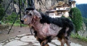 Lo trovò vagabondando in una montagna e decise di aiutarlo. Oggi è irriconoscibile.