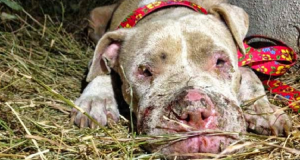 Un pitbull da combattimento con terribili ferite, viene abbandonato in fin di vita ma avviene un miracolo d’amore.